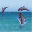 c belle dauphins